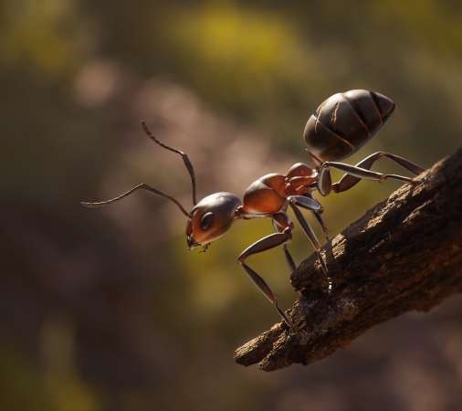 Empire of the Ants Mobile Horizontal fond d'cran