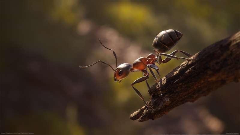 Empire of the Ants fond d'cran
