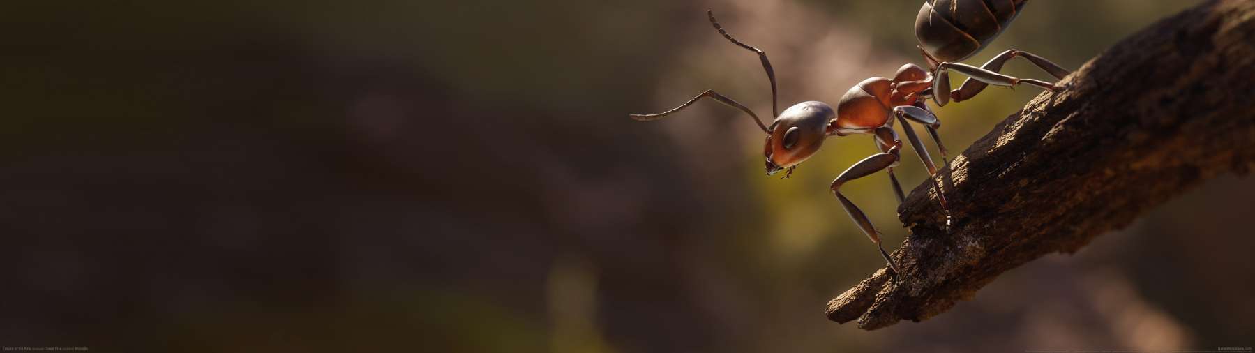 Empire of the Ants fond d'cran